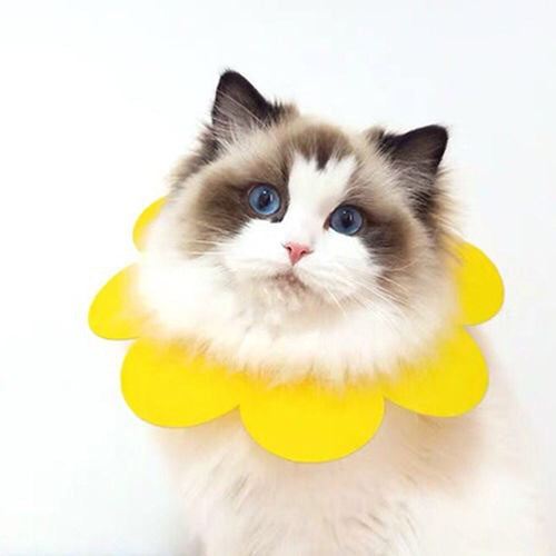 Sunflower Pet Cone Collar