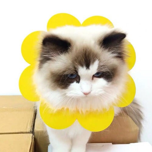 Sunflower Pet Cone Collar