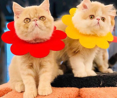 Sunflower Pet Cone Collar