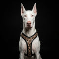 The Leopard Harness