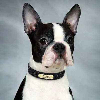 Personalised Sequin Sparkle Pet ID Dog Collar